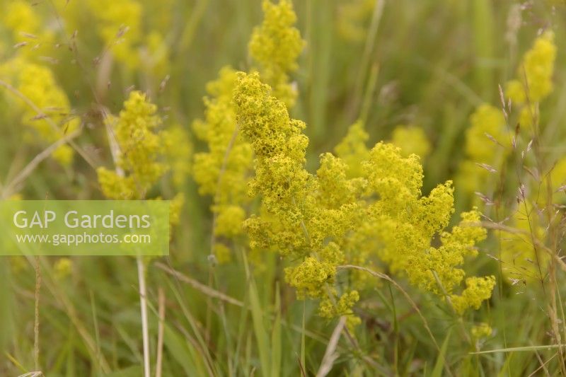 Ladys Bedstraw - Galium verum