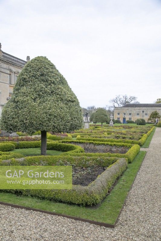 Ilex pyramid shaped tree in Parterre at Grimsthorpe Castle, April