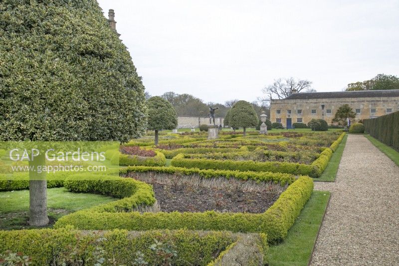 Ilex pyramid shaped tree in Rose Parterre at Grimsthorpe Castle, April