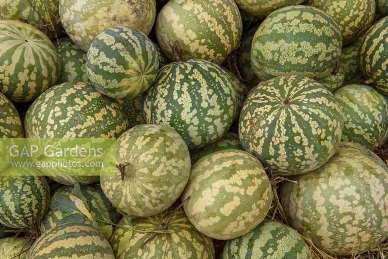 Citrullus lanatus var. citroides syn. Citrullus caffer - Citron or Jam melon with high pectin content used for preserves, jams or pickling