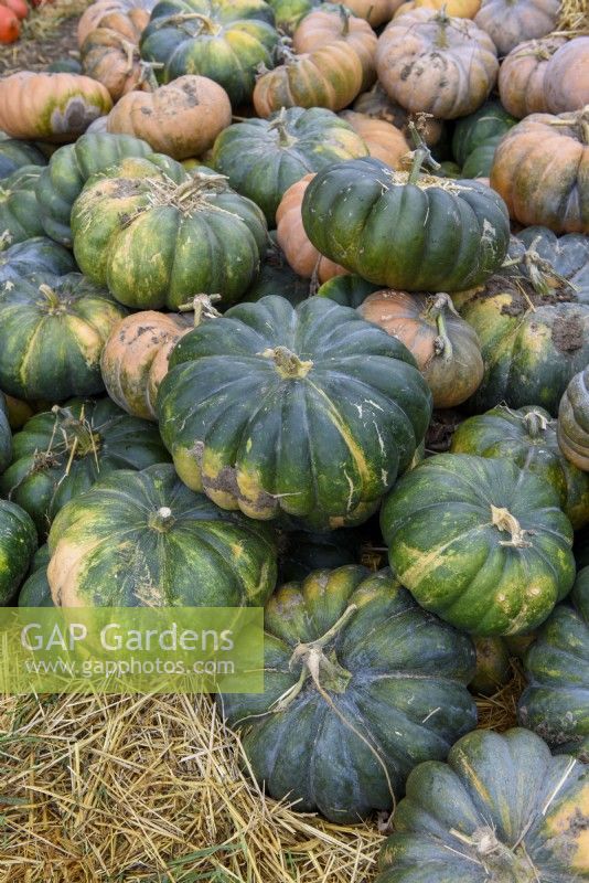 Cucurbita moschata 'Musquee de Provence'