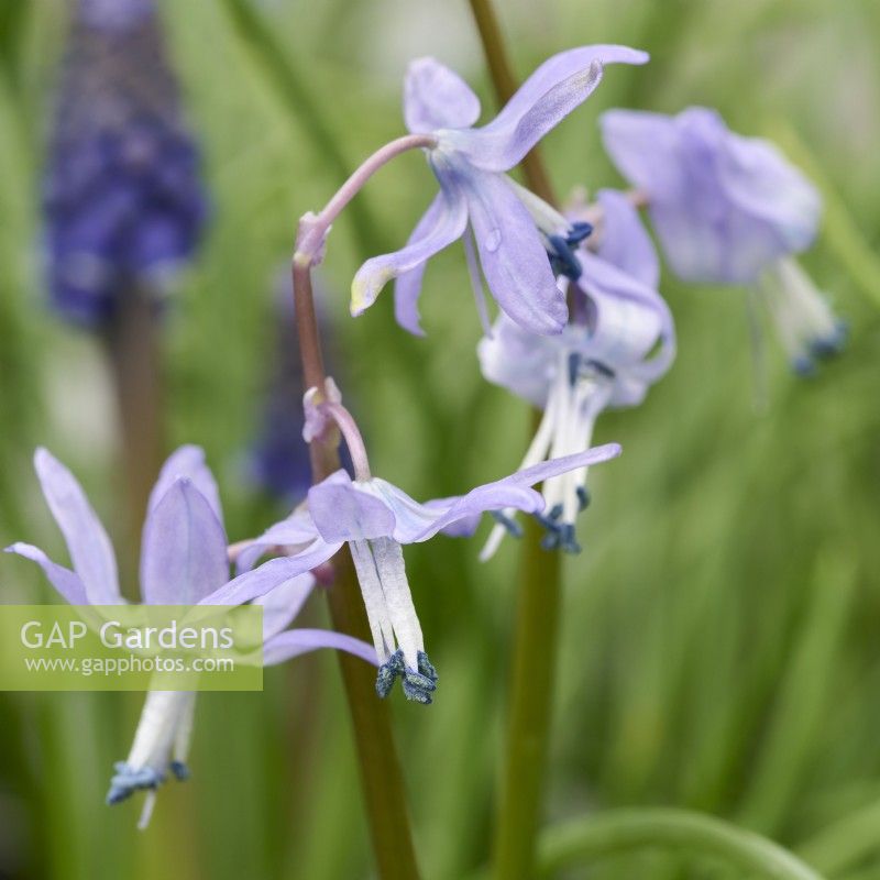 Scilla hohenackeri syn. Fessia hohenackeri