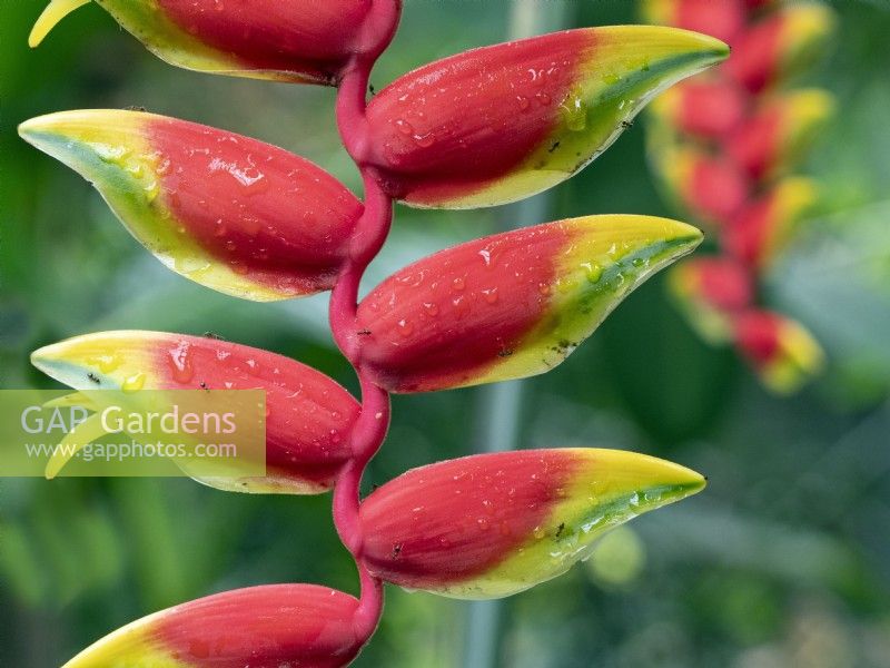 Heliconia rostrata Lobster Claw