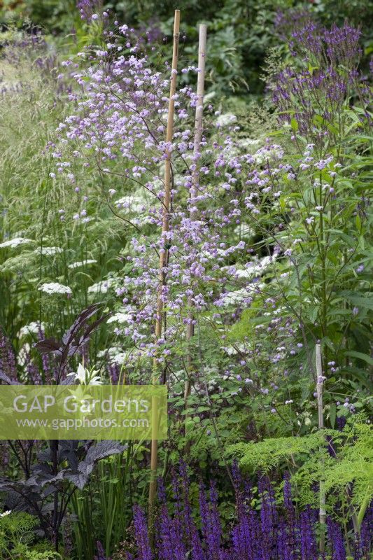 Thalictrum 'Splendide' immersed in a border of grasses and herbaceous perennials.