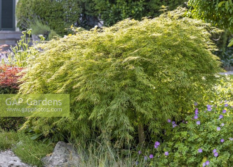 Acer palmatum Dissectum, summer June