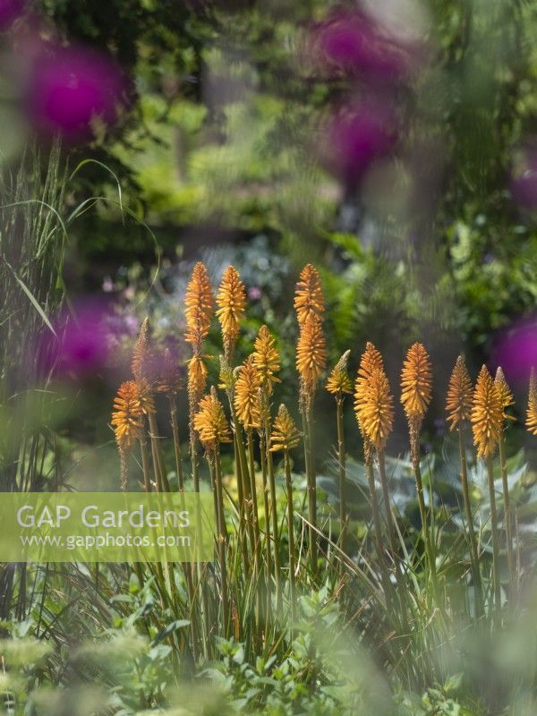 Kniphofia - red hot poker grorwing in dry border