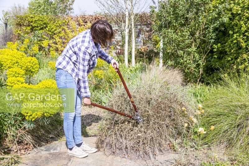 Woman cutting back dead Rosemary bush