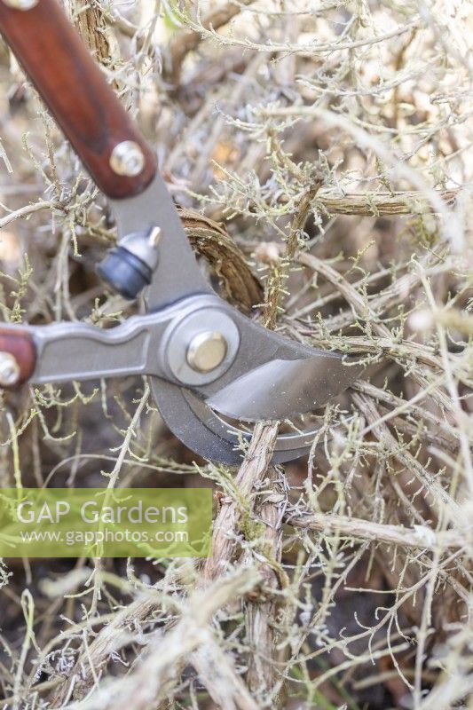 Woman cutting back dead Rosemary bush