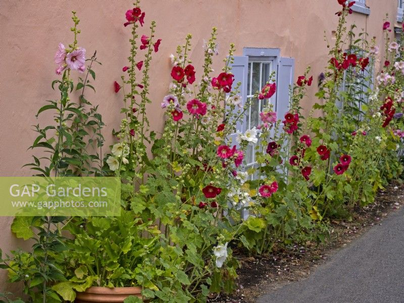 Althaea rosea - Hollyhocks flowering in front of  Norfolk cottage July Summer