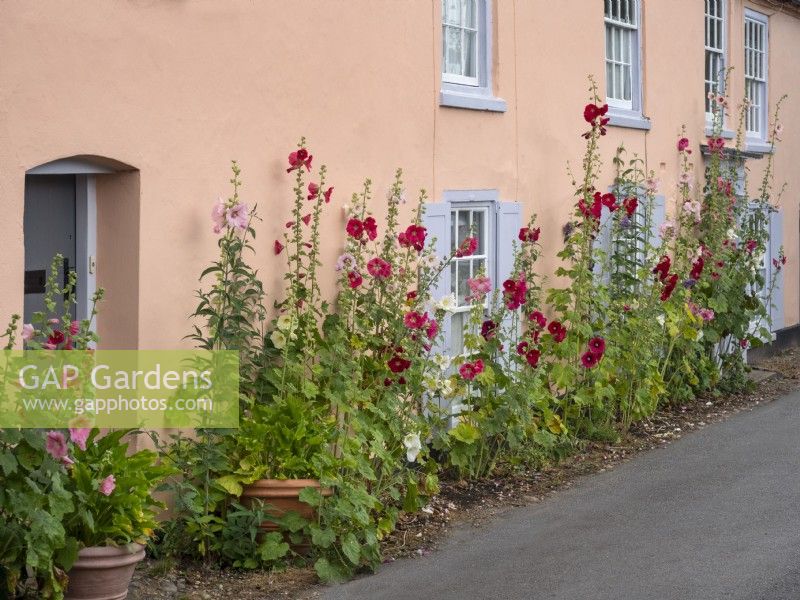 Althaea rosea - Hollyhocks flowering in front of  Norfolk cottage July Summer