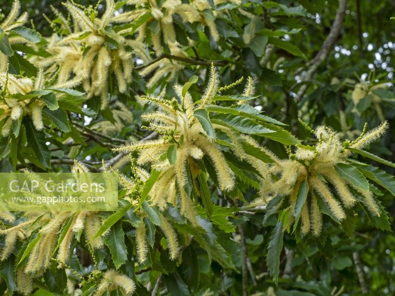 Castanea sativa  Sweet Chestnut tree in flower July Summer