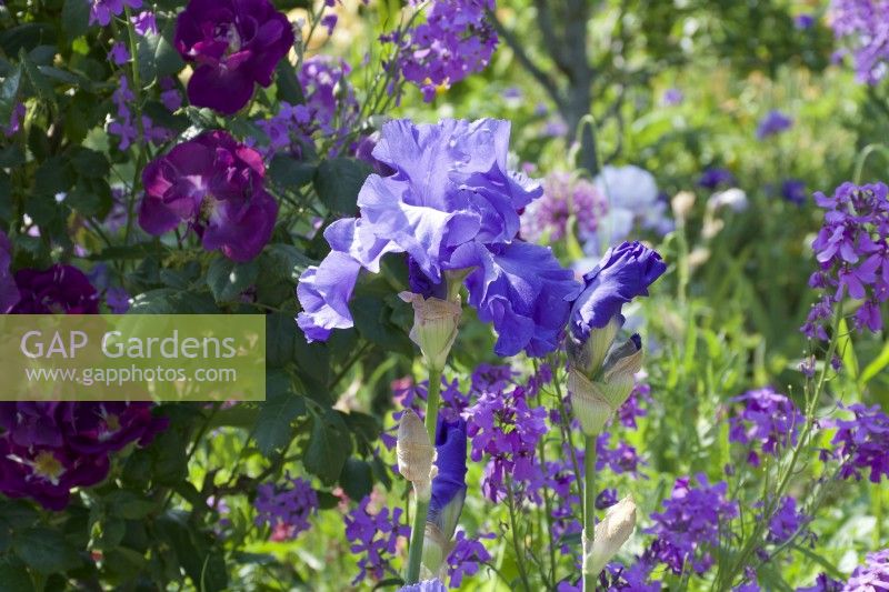 Giverny, France - Monet's Garden - Iris 'Minsmere Lilac' - May 2023