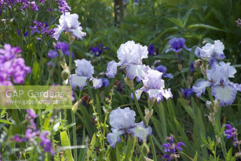 Giverny, France - Monet's Garden - Iris 'Zebra Bleu' - May 2023