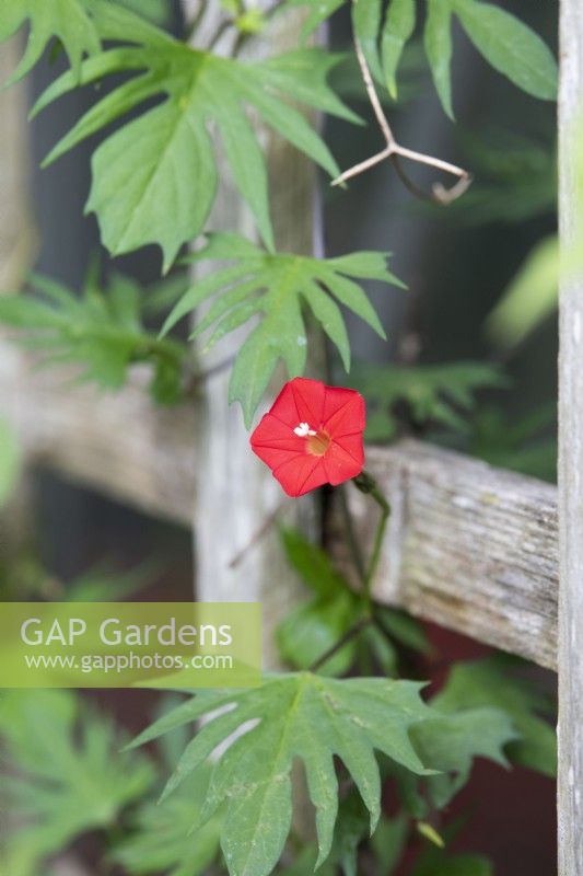 Ipomoea x sloteri 'Cardinal Climber' - Morning Glory