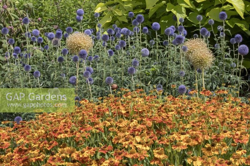 Helenium 'Waldtraut' Sneezeweed and Echinops 'Taplow Blue'