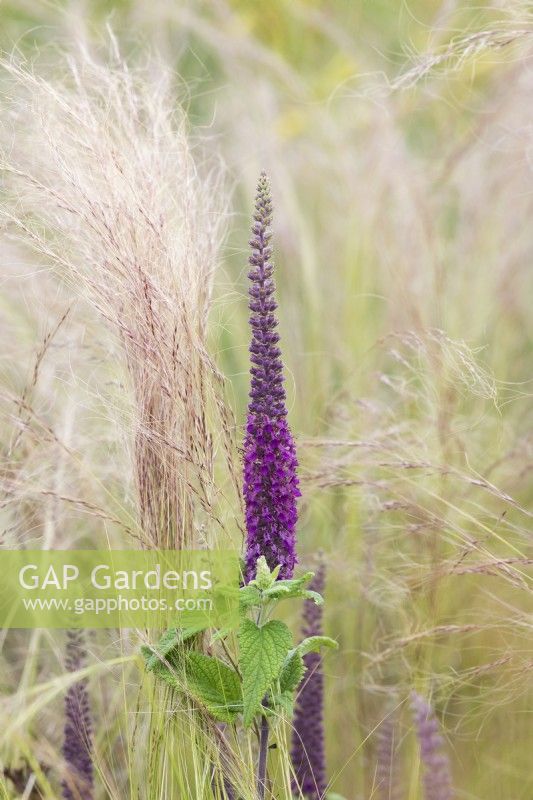 Teucrium hircanicum and Stipa tenuissima - Caucasian germander amongst Mexican feather grass