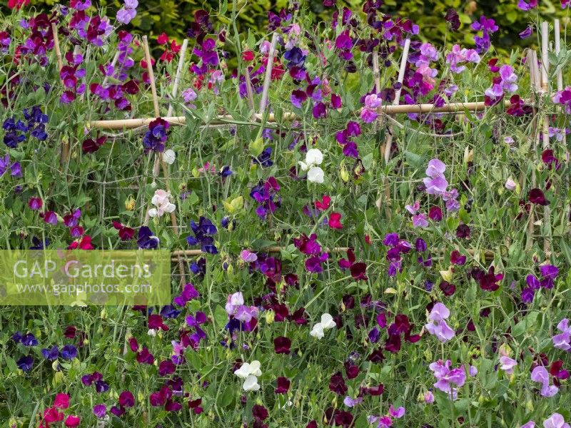 Lathyrus latifolius  Mixed Sweet Peas in flower East Ruston Old Vicarage Gardens, Norfolk, July Summer