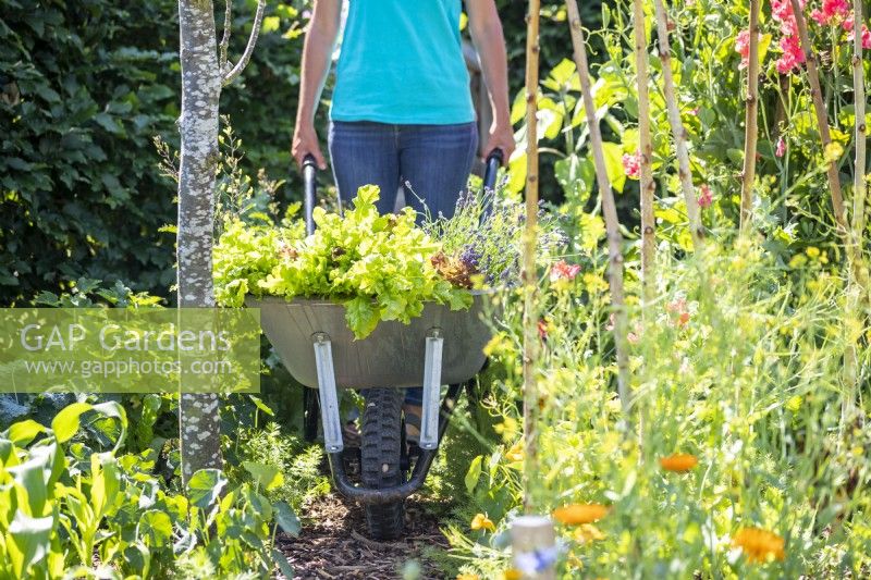 Woman pushing wheelbarrow filled with Lettuce and Lavender through the garden