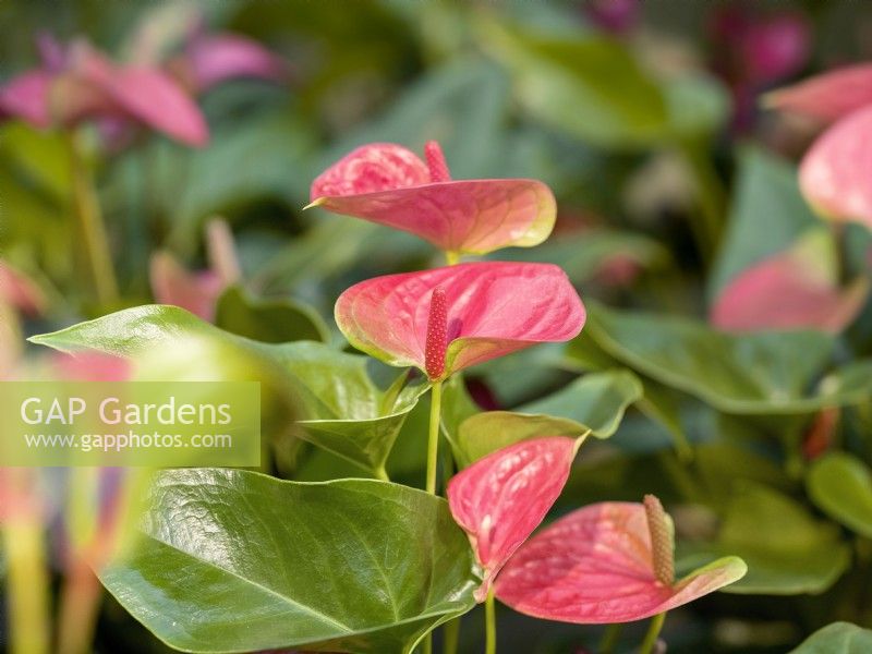 Anthurium andreanum, winter January