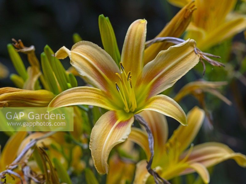 Hemerocallis 'Corky' July Summer