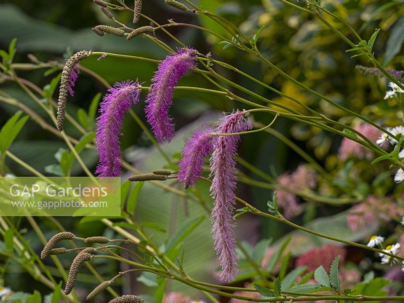 Sanguisorba hakusanensis 'Lilac Squirrel' July Summer