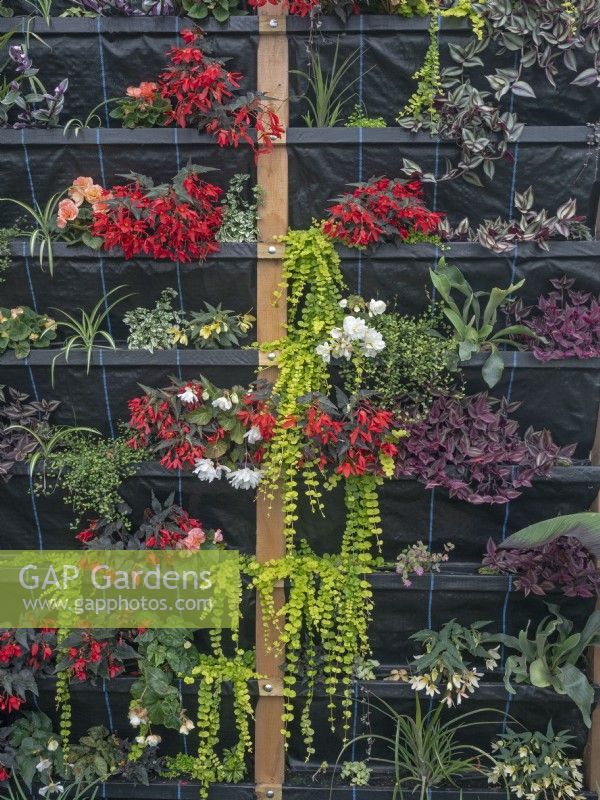 Hydroponically grown flower wall inside a greenhouse Summer July