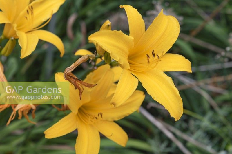 Hemerocallis 'Telstar' daylily