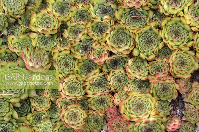 Sempervivum 'Rotsspitz'