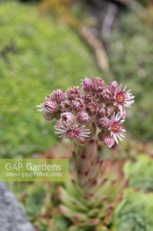 Sempervivum 'Sunset'