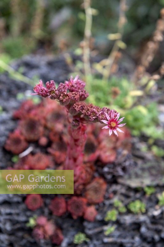 Sempervivum 'Zambo'