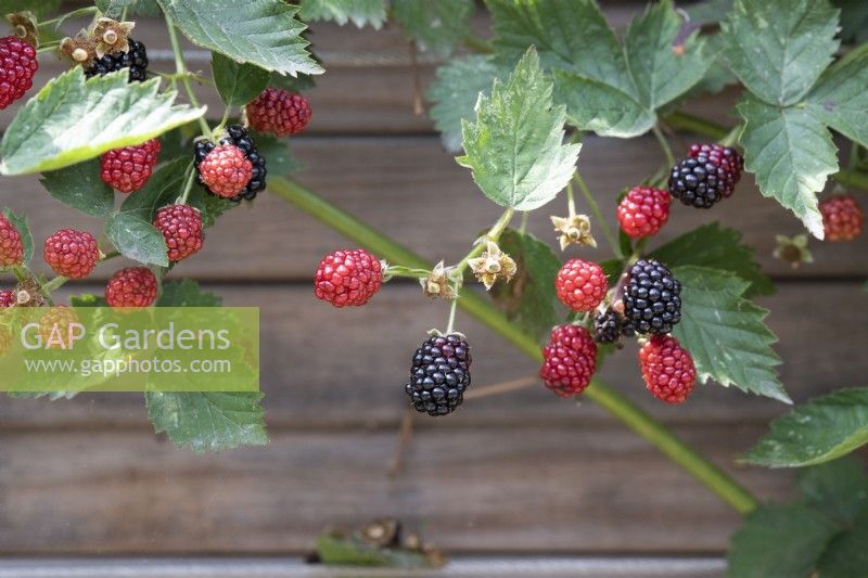 Rubus fruticosus 'Loch Ness' - Blackberry