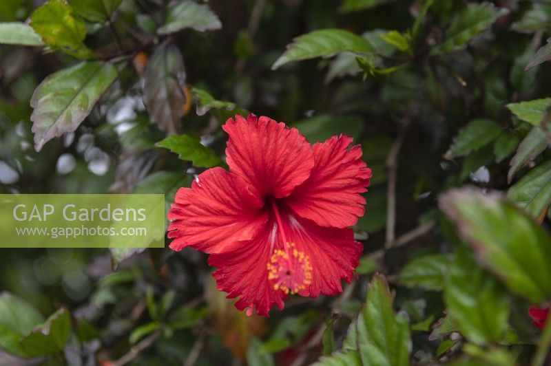 Hibiscus rosa sinensis 'Martinique'