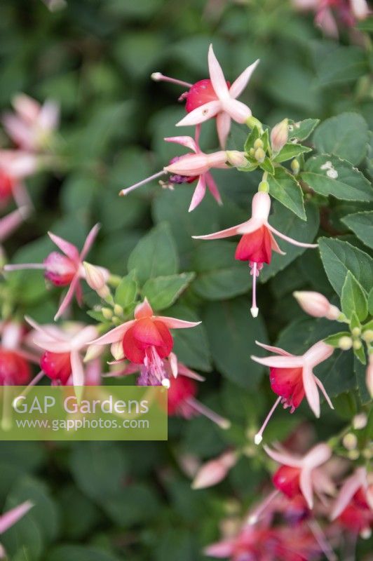 Fuchsia 'Olive Smith'