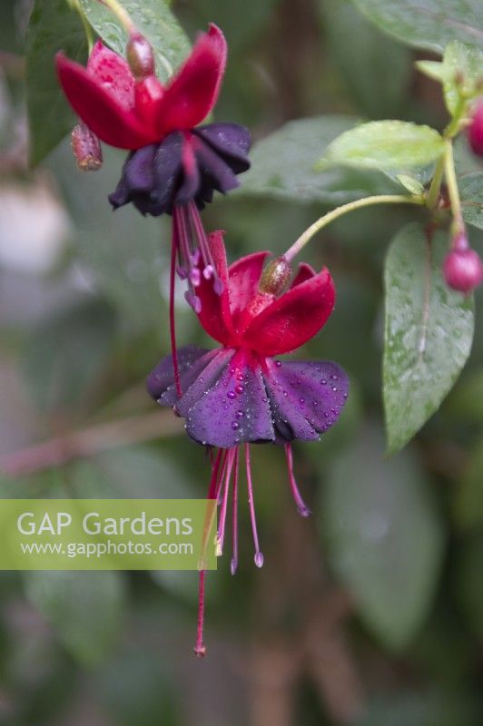 Fuchsia 'Lady in Black'