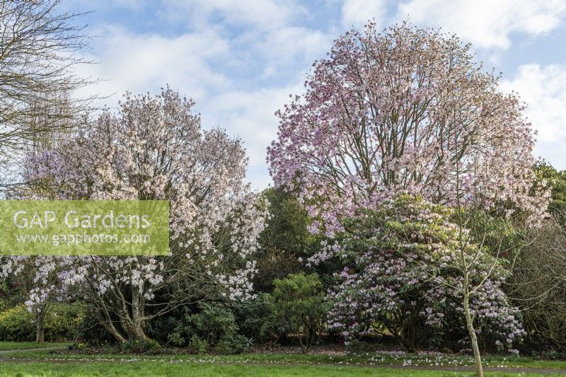 Magnolia sargentiana variety robusta and M. dawsoniana flowering in Spring - March