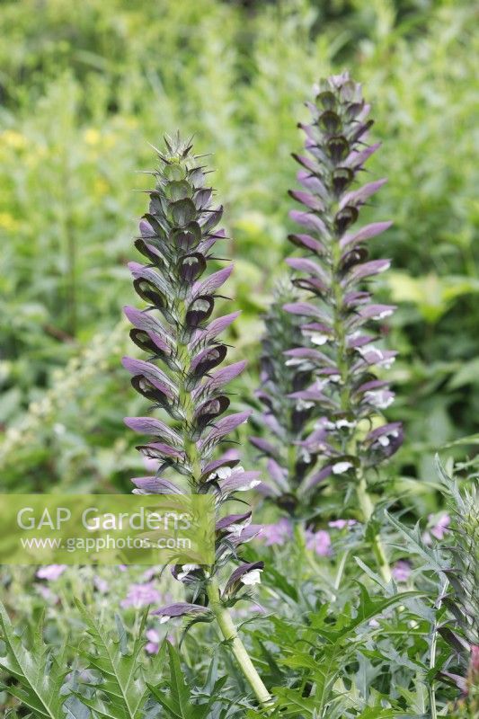 Acanthus spinosus - Spiny Bear's Breeches