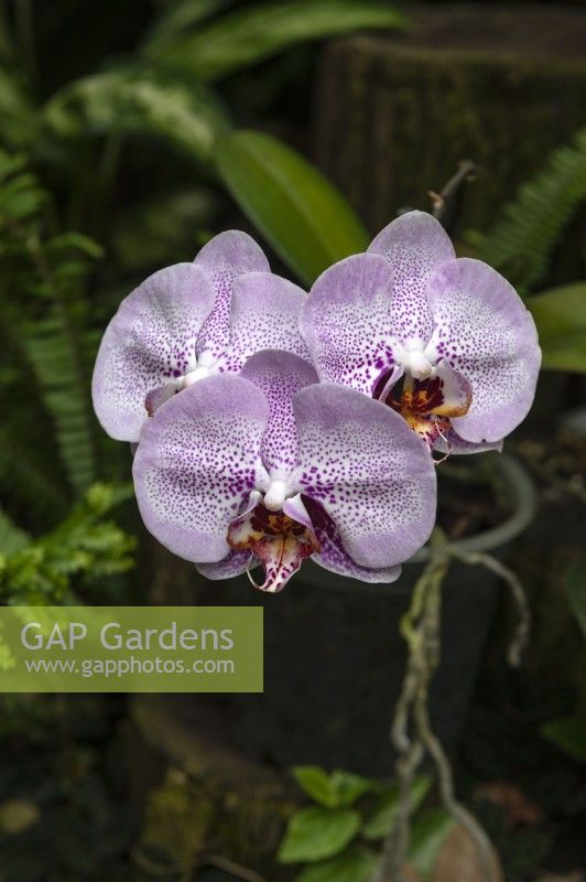 Phalaenopsis 'Sexy Pink' moth orchid