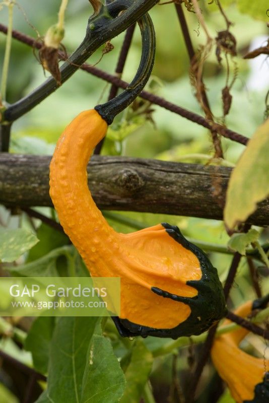 Cucurbita pepo 'Indian Mix' - Ornamental gourds