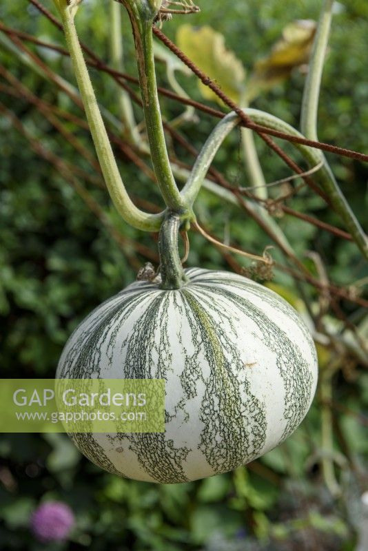 Cucurbita argyrosperma 'Pepita Squash'