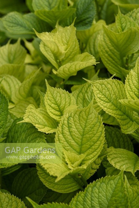 Chlorosis on Hydrangea leaves