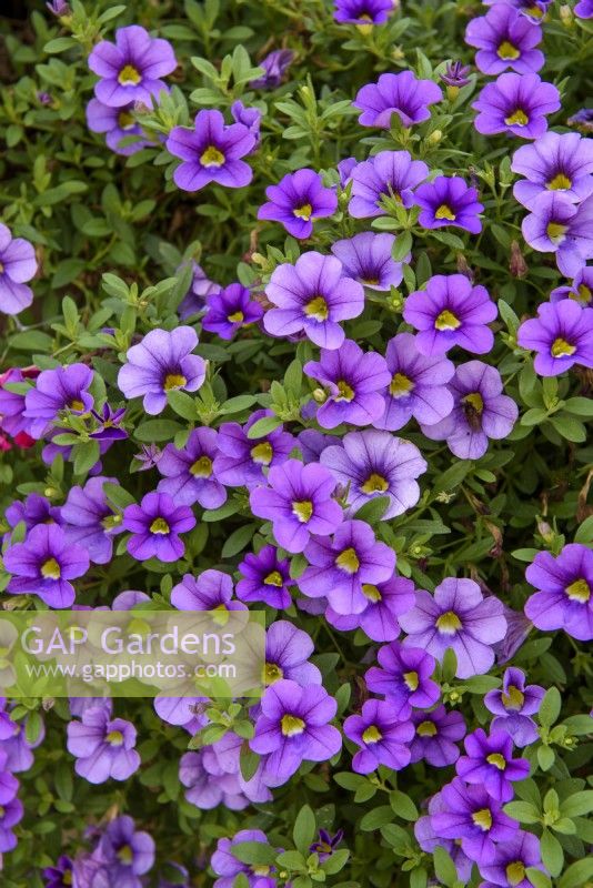 Calibrachoa 'Cabaret Lavender'