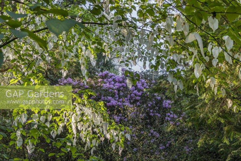 View of a purple Rhododendron through overhanging branches of a flowering Davidia involucrata in Spring - May