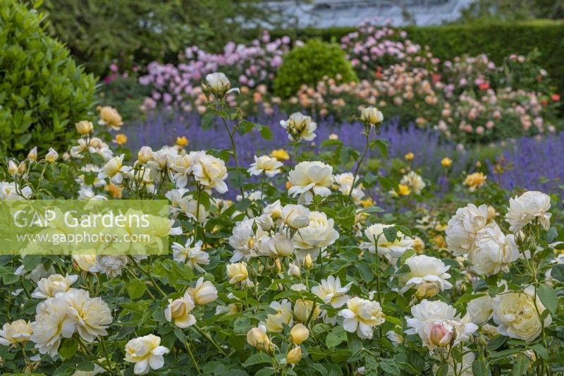 Rosa 'Imogen' flowering in a formal rose garden in Summer - June