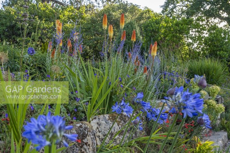Kniphofia 'Tawny King' Salvia 'Blue Spire' and Agapanthus flowering with other perennilas on a terraced dry rock garden in Summer - July