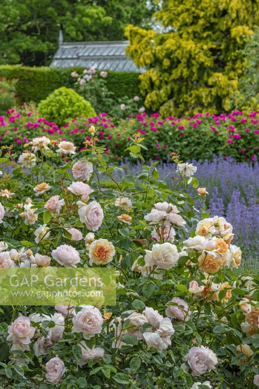 View of roses flowering in a formal country garden in Summer - May
