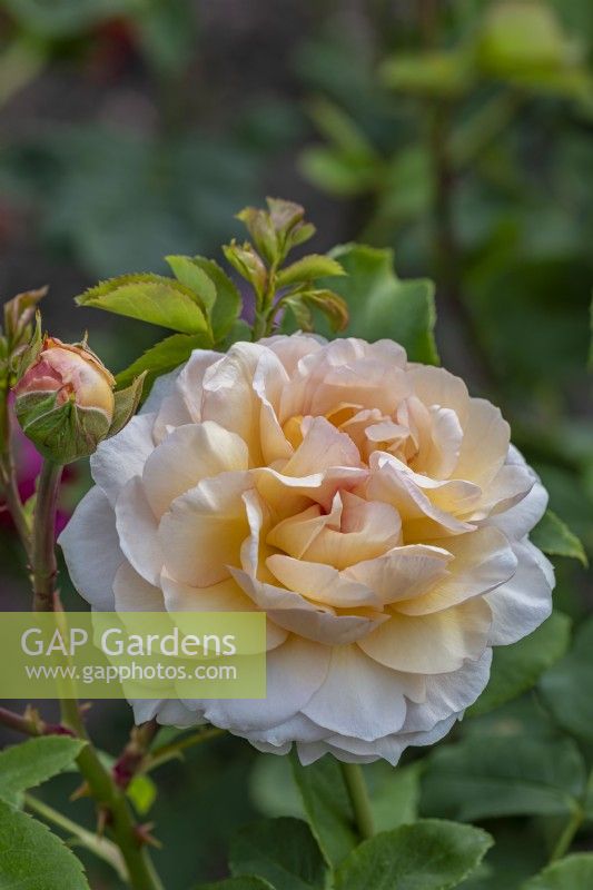 Rosa 'Lady Emma Hamilton' flowering in Summer - June