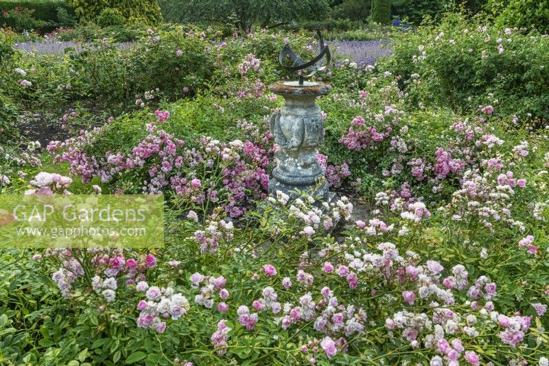 View of a circular bed of Rosa 'The Fairy' flowering around antique sundial in Summer - June