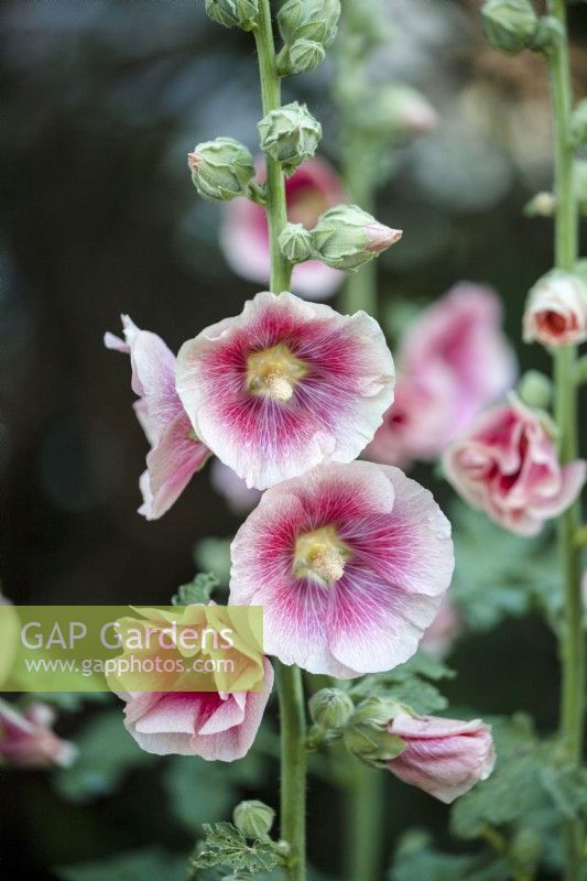 Alcea 'Halo Blush'