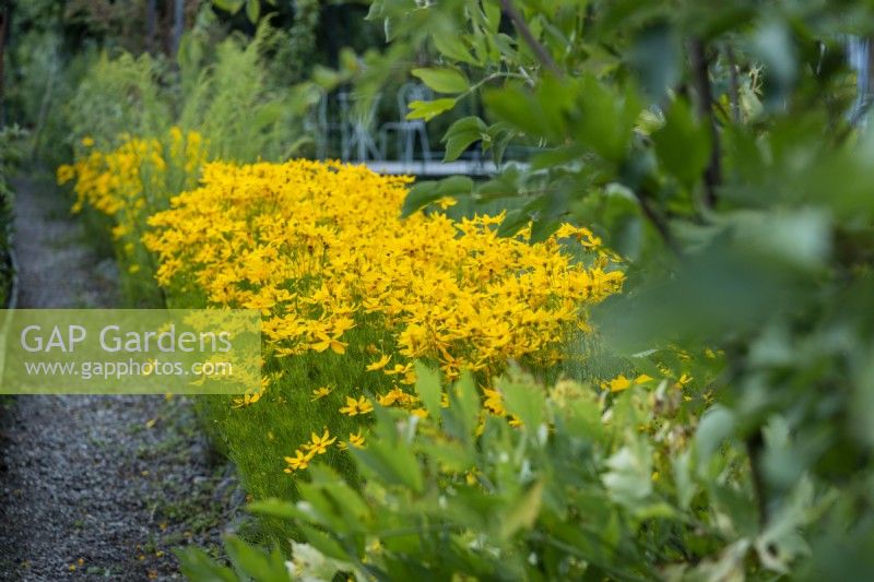 Rudbeckia fulgida var. sullivantii 'Goldsturm'

