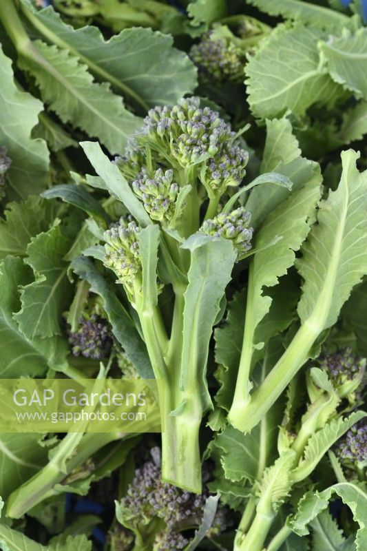 Brassica oleracea  Italica Group  'Early Purple Sprouting'  Picked florets of Purple Sprouting Broccoli  April